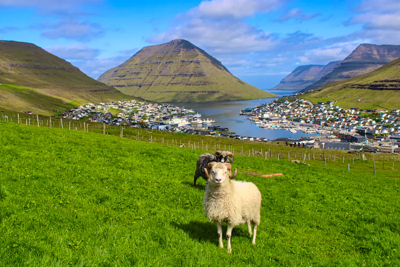 Schafe bei Klaksvik auf der Färöer-Insel Bordoy - &copy;been.there.recently - stock.adobe.com