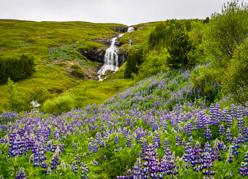 Landschaft bei Isafjordur in den Westfjorden von Island - &copy;Steven Heap - stock.adobe.com