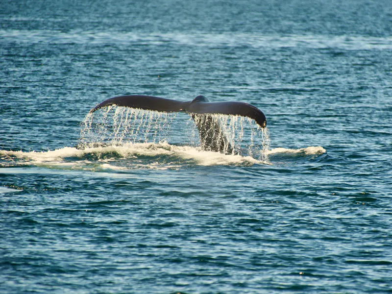 Walbeobachtung vor der Küste Islands - &copy;Massimiliano.P - stock.adobe.com