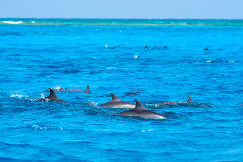 Delfine vor den Malediven - &copy;Pornchanok - stock.adobe.com