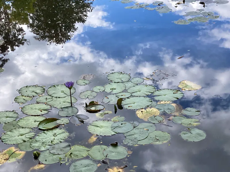 Giverny - Seerosenteich im Garten von Claude Monet  - &copy;Roswitha Zytowski - Eberhardt TRAVEL