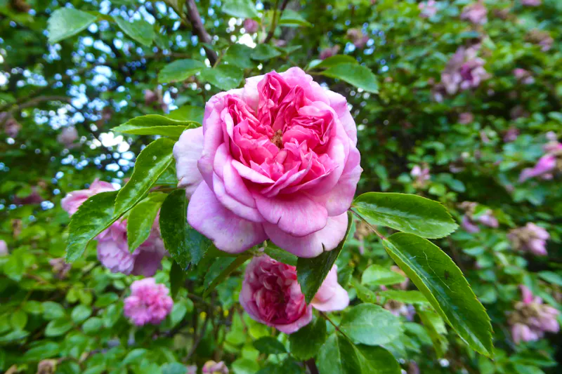 Monets Garten in Giverny - Rosen - &copy;Gabriele Sauer - Eberhardt TRAVEL