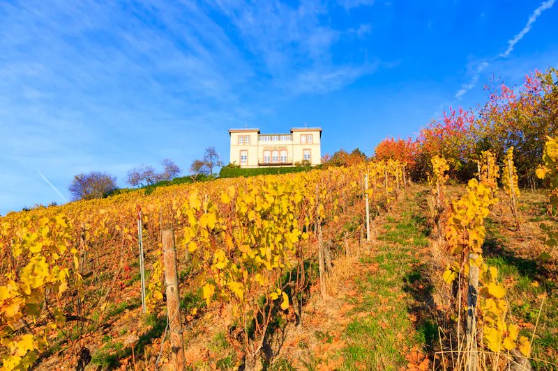 Weinberge im Rheingau - &copy;Branko Srot - stock.adobe.com
