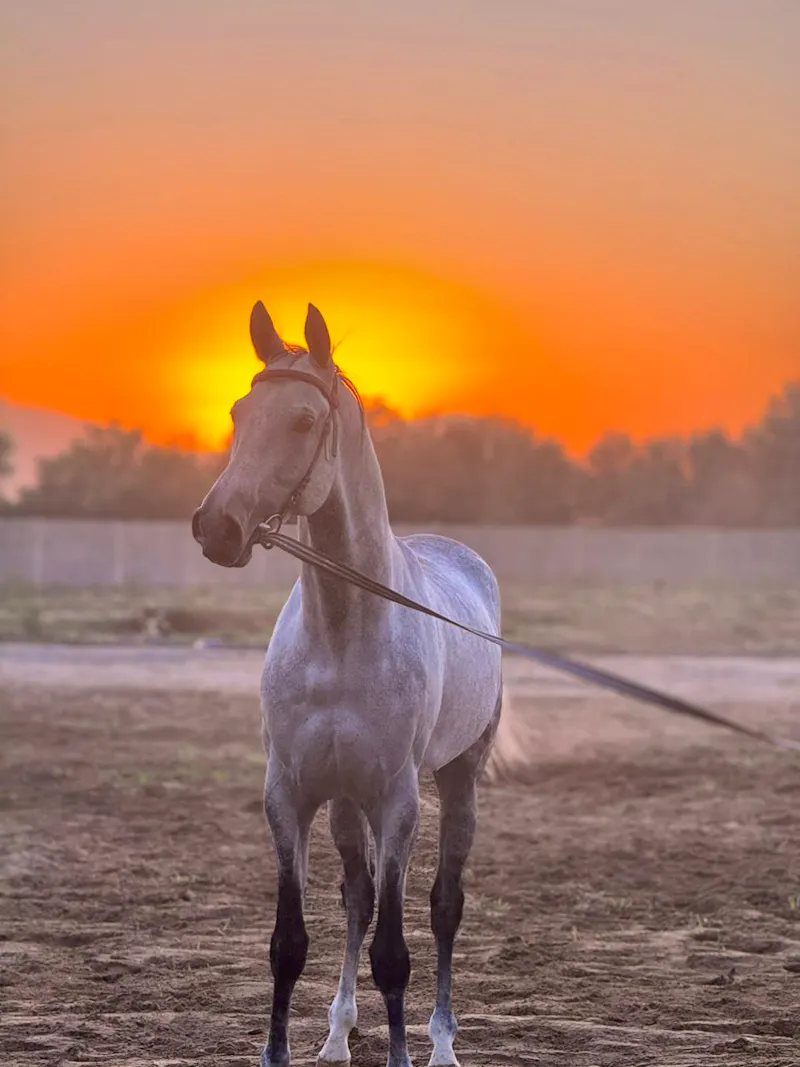 Pferd bei den Ahalteke-Pferdeställen (Turkmenistan)  - &copy;Foto von Andrej Kulikov