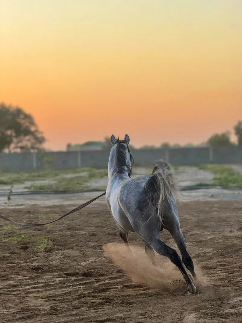 Pferd bei den Ahalteke-Pferdeställen (Turkmenistan) - &copy;Foto von Andrej Kulikov