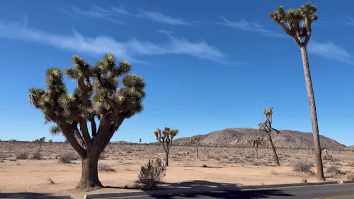 Joshua Trees in der Mojave-Wüste &ndash; &copy; TKalinovskaya - stock.adobe.com