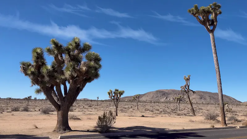 Joshua Trees in der Mojave-Wüste - &copy;TKalinovskaya - stock.adobe.com
