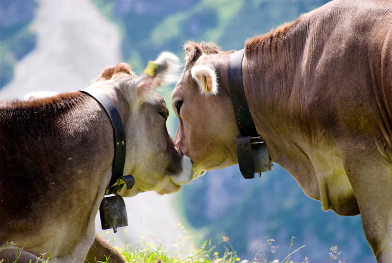 Kühe in Tirol - &copy;mema - stock.adobe.com