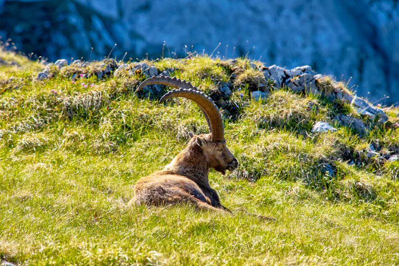 Steinbock in der Region Seefeld - &copy;hubert - stock.adobe.com