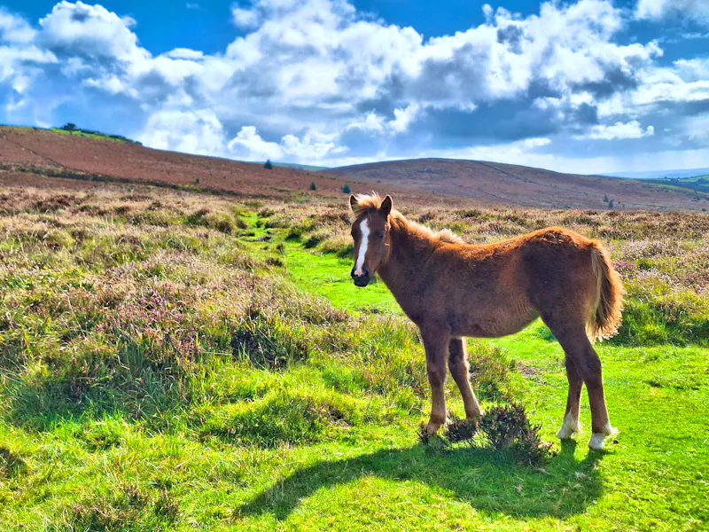 Pony im Dartmoor - &copy;Sinah Witzig - Eberhardt TRAVEL