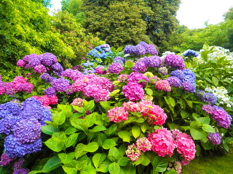 Lanhydrock Gardens in Südengland - &copy;Constanze Hölig - Eberhardt TRAVEL
