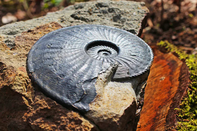 Ammonit von der Jurassic Coast in Südengland - &copy;Schlotheimia - stock.adobe.com