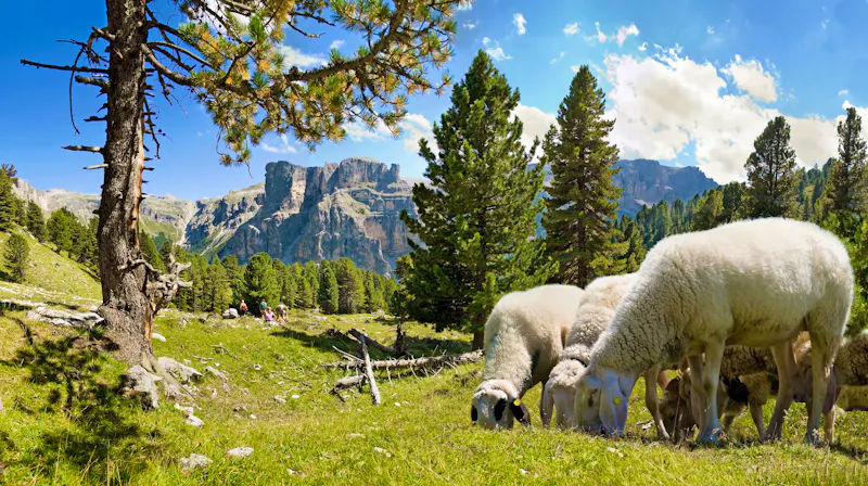 Schafherde im Puez Geisler Nationalpark - &copy;Michael Rucker - stock.adobe.com