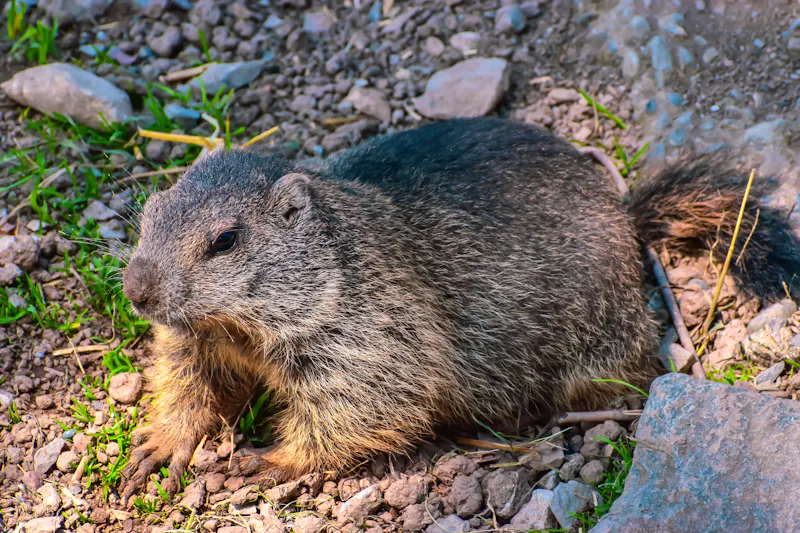 Murmeltier auf der Klewenalp  - &copy;Racoonbtc - stock.adobe.com