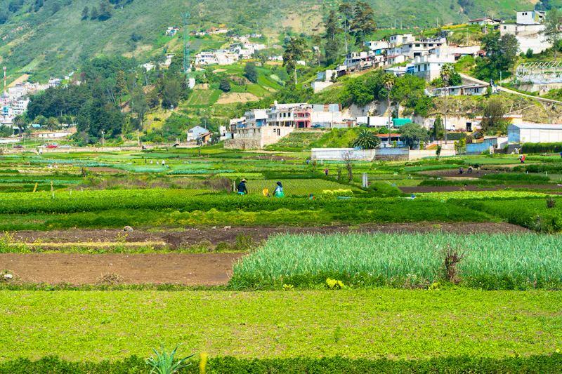 Gemüseplantage in Almolonga, Guatemala - &copy;jose de jesus churion del vecchio