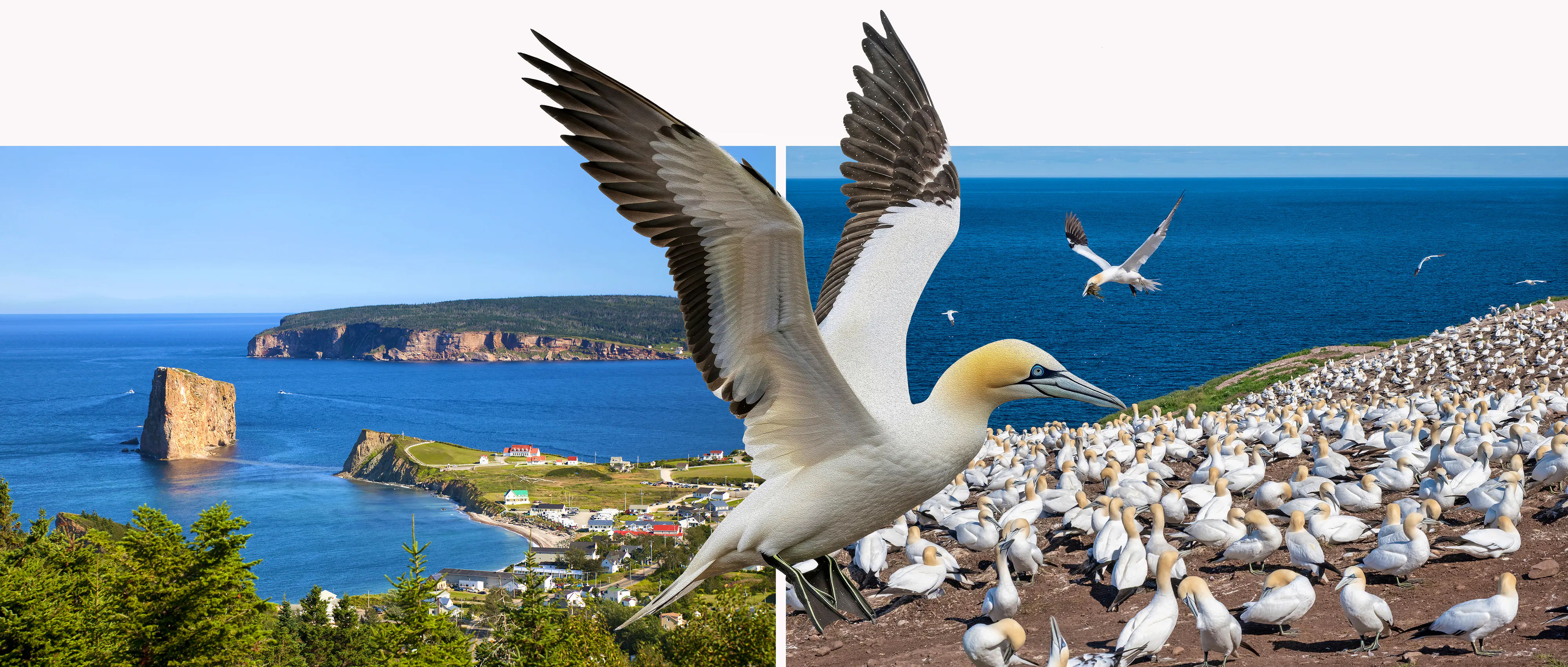 Percé und die Basstölpel-Kolonie auf der Île Bonaventure&nbsp;&ndash;&nbsp;&copy;&nbsp;onepony, NunoMendes, Michel - stock.adobe.com