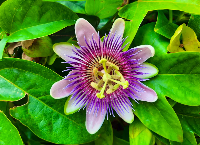 Garten von Schloss Trauttmansdorff  Passionsblüte - &copy;Betina Marinov - Eberhardt TRAVEL