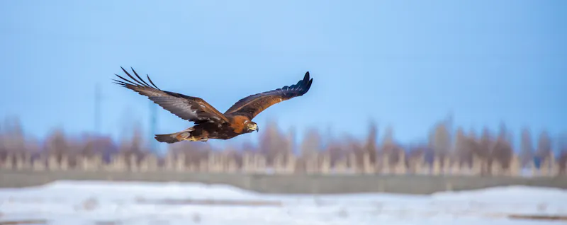 Steinadler im freien Gleitflug  - &copy;Vera - stock.adobe.com