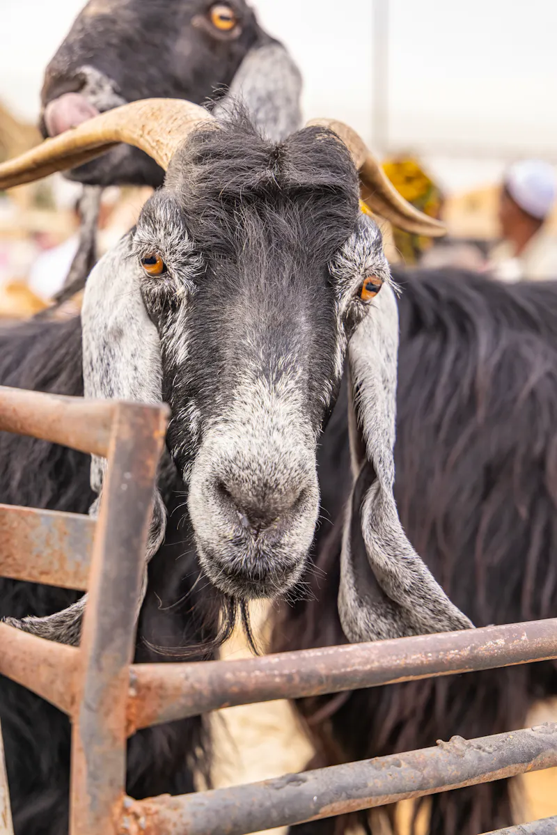 Ziege auf dem Al-Qassim Camel Market - &copy;Emily_M_Wilson - stock.adobe.com