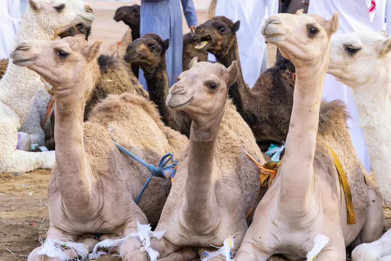 Kamel auf dem Al-Qassim Camel Market - &copy;Emily_M_Wilson - stock.adobe.com