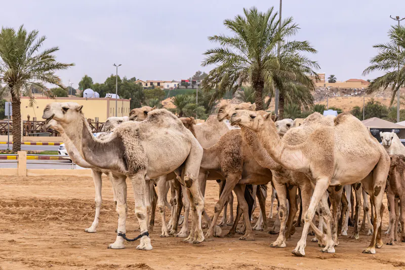 Kamel auf dem Al-Qassim Camel Market - &copy;Emily_M_Wilson - stock.adobe.com