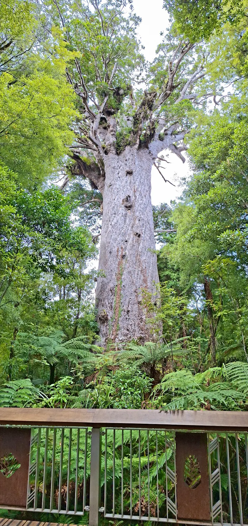 Tane Mahuta - Der älteste Kauribaum in Neuseeland - &copy;Franziska Bergmann - Eberhardt TRAVEL