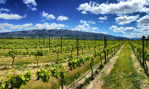 Weinberg in Cromwell  &ndash; &copy; Skyimages - stock.adobe.com