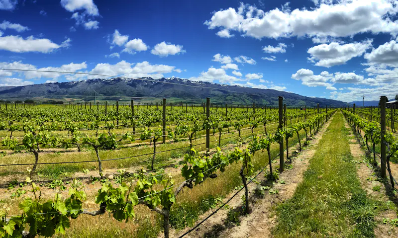 Weinberg in Cromwell  - &copy;Skyimages - stock.adobe.com