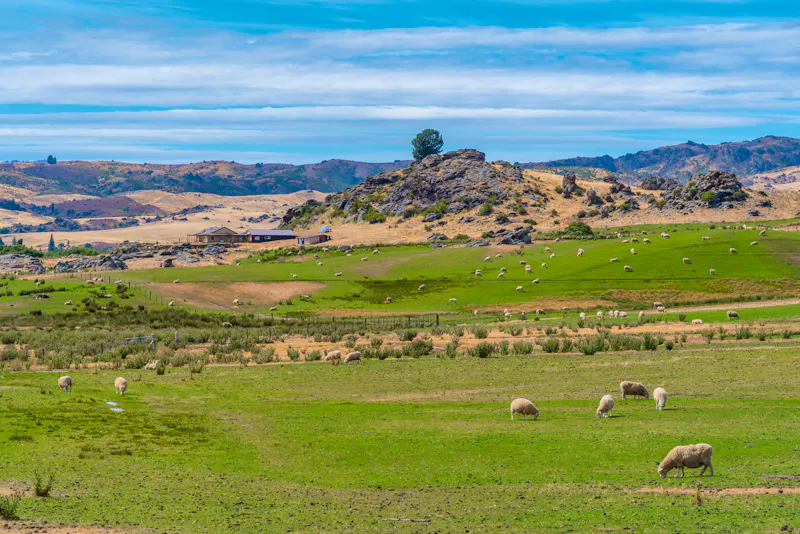 Blick auf eine Schaffarm vom Central Otago Railway Trail - &copy;dudlajzov - stock.adobe.com
