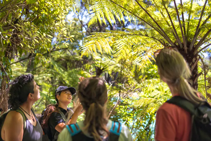 Baumfarne im Abel Tasman-Nationalpark - &copy;Miles Holden / Tourism New Zealand