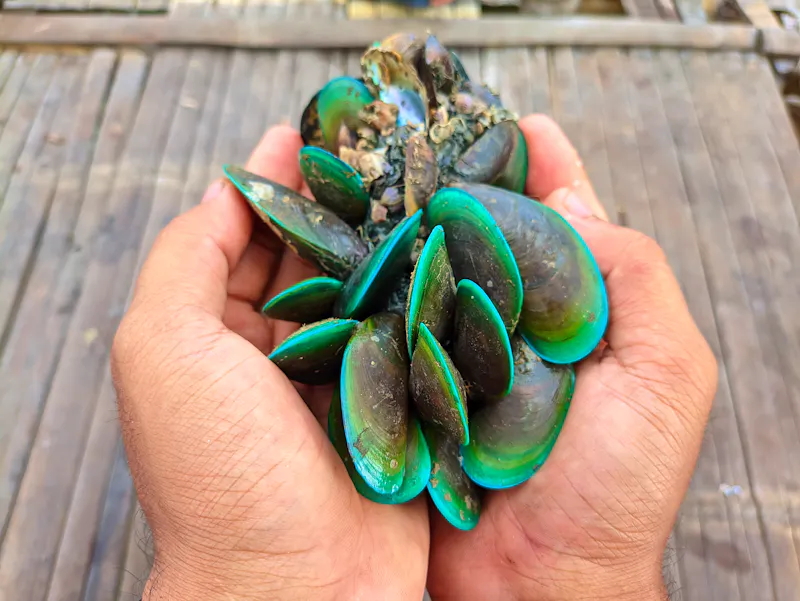 Grünlippmuscheln / Greenlip Mussels - &copy;Sarmiko.id - stock.adobe.com