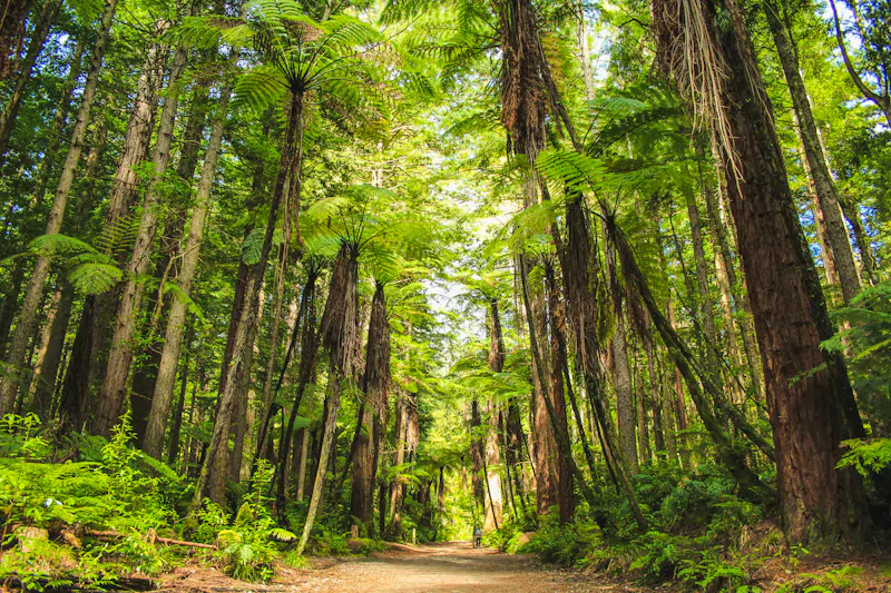 Redwood Forest im Whakarewarewa-Wald - &copy;Joppi - stock.adobe.com