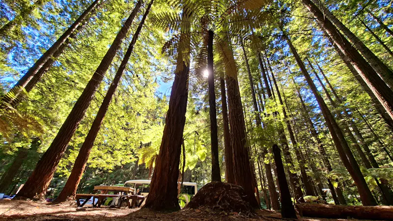 Redwood Forest • Whakarewarewa Forest  - &copy;Franziska Bergmann - Eberhardt TRAVEL