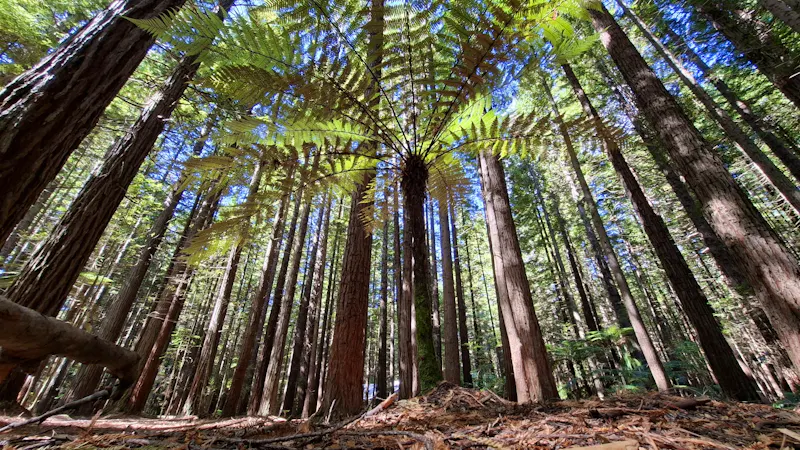Redwood Forest • Whakarewarewa Forest  - &copy;Franziska Bergmann - Eberhardt TRAVEL