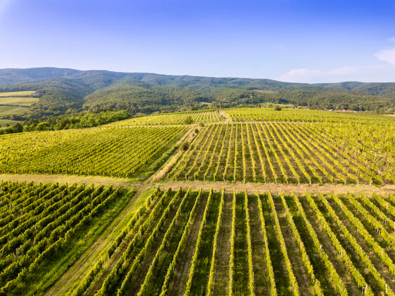 Weinberge in Kutjevo - &copy;Wirestock - stock.adobe.com