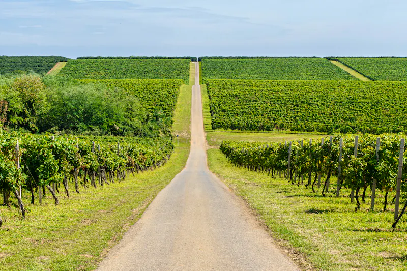 Weinberge in der Region Slawonien - &copy;serge - stock.adobe.com