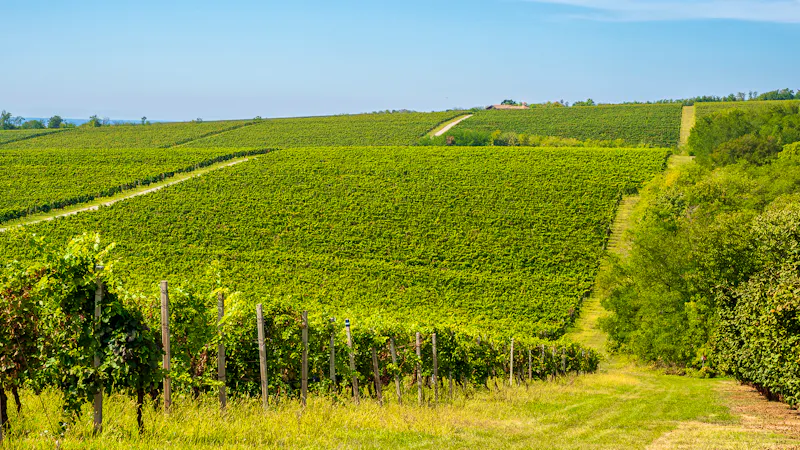 Hügelige Weinberge in der Nähe von Baranja, Kroatien - &copy;serge - stock.adobe.com