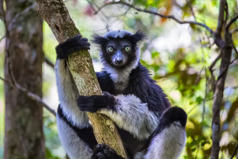 Der endemische Indri-Lemur in seinem natürlichen Lebensraum  Madagaskar - &copy;Dudarev Mikhail - stock.adobe.com