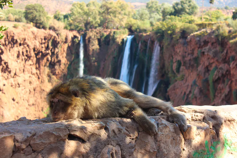 Berberaffe am Cascades d’Ouzoud Wasserfall in Ouzoud, Marokko  - &copy;abderahim - stock.adobe.com