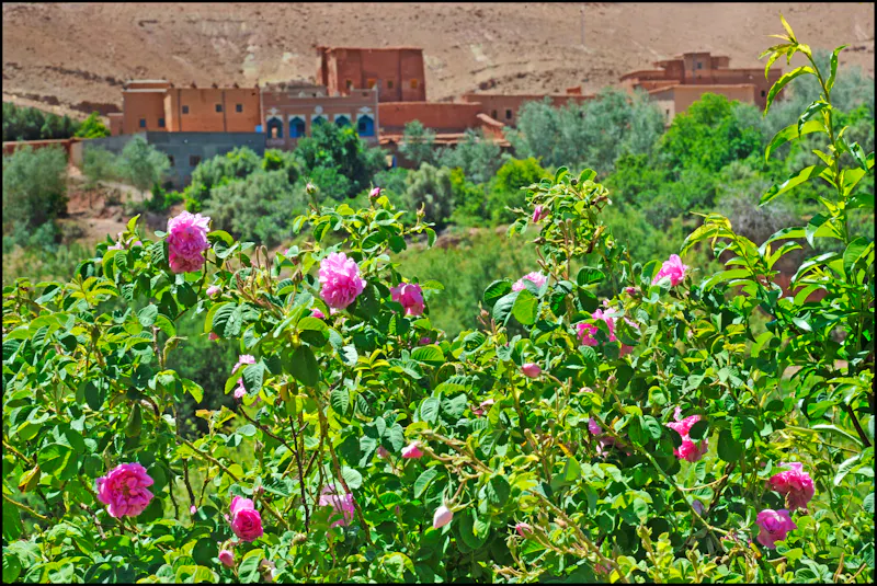 Damaszenerrosen in El Kelaa M’Gouna, Marokko  - &copy;andrea - stock.adobe.com