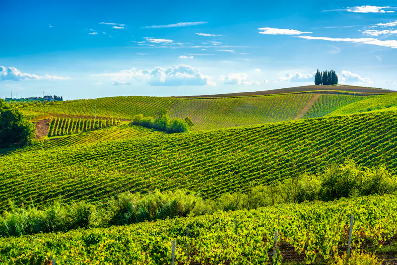 Chianti Weinregion in der Provinz Vinci - Toskana - &copy;stevanzz - stock.adobe.com