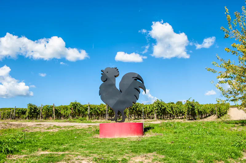 Gallo Nero im Chianti-Weingebiet - &copy;insalateammodo - stock.adobe.com