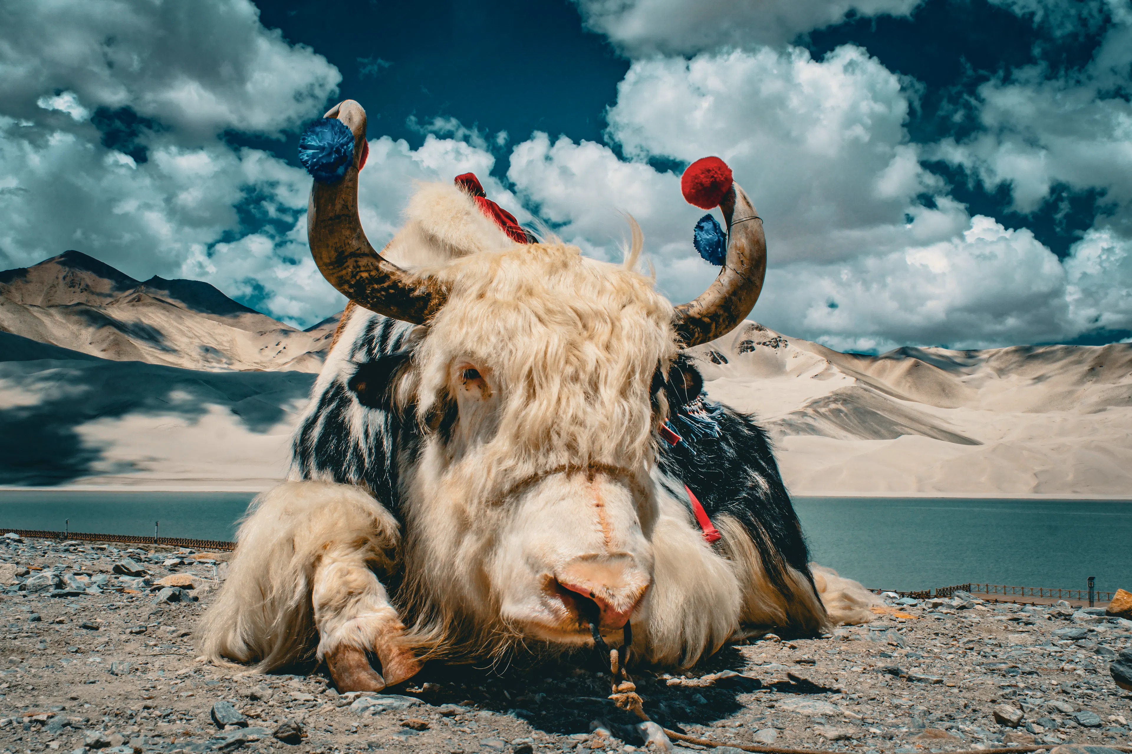 Yak im Pamir-Plateau - China&nbsp;&ndash;&nbsp;&copy;&nbsp;Sten Bernhardt