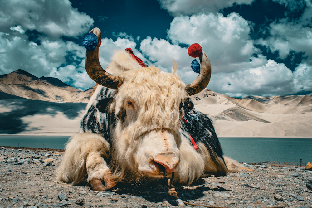 Yak im Pamir-Plateau - China – © Sten Bernhardt