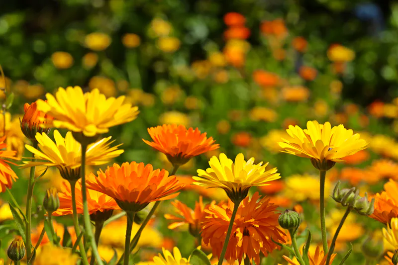 Ringelblumen - &copy;Schmutzler-Schaub - stock.adobe.com