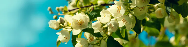Jasmin Blumen  - &copy;vvvita - Adobe Stock