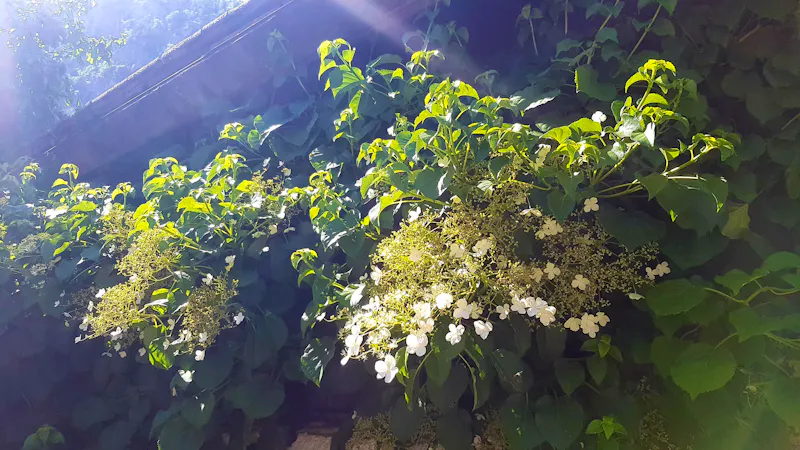 Hallstatt - im Garten von Uli und Vinzenz  - &copy;Anke Nicke - Eberhardt TRAVEL
