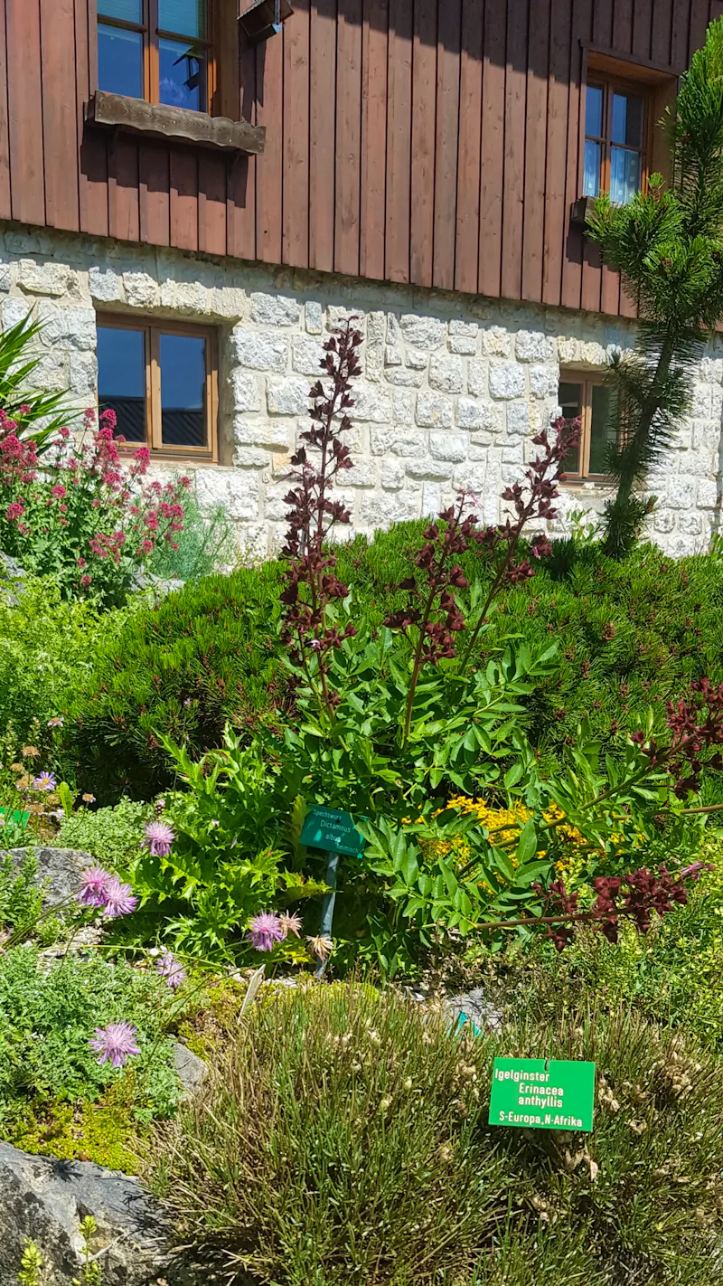 Alpengarten Bad Aussee  - &copy;Anke Nicke - Eberhardt TRAVEL