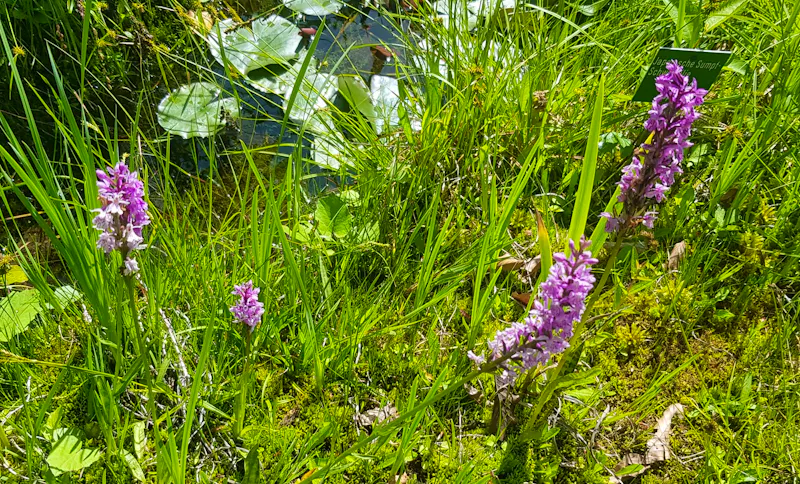 Alpengarten Bad Aussee  - &copy;Anke Nicke - Eberhardt TRAVEL