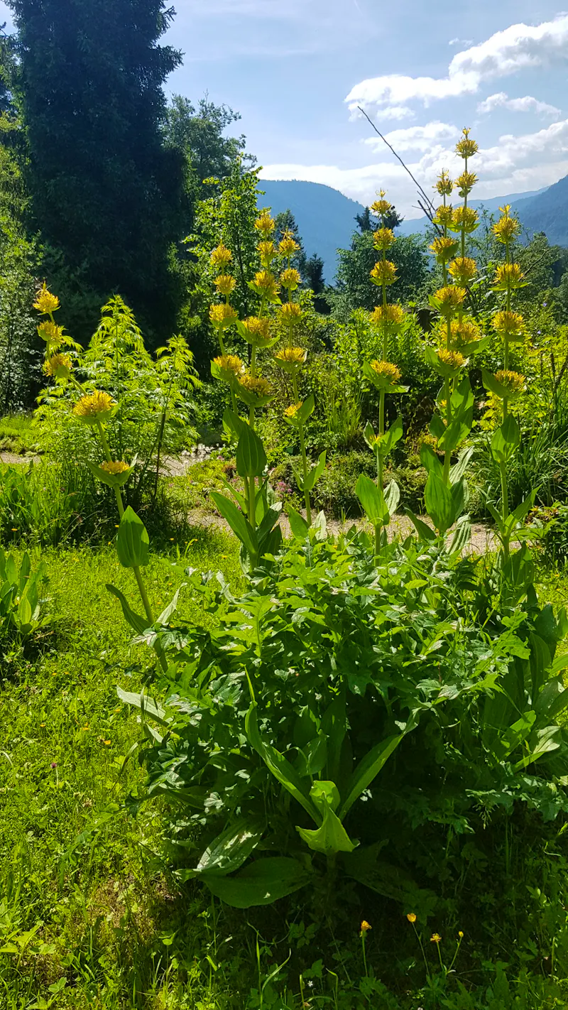 Alpengarten Bad Aussee  - &copy;Anke Nicke - Eberhardt TRAVEL